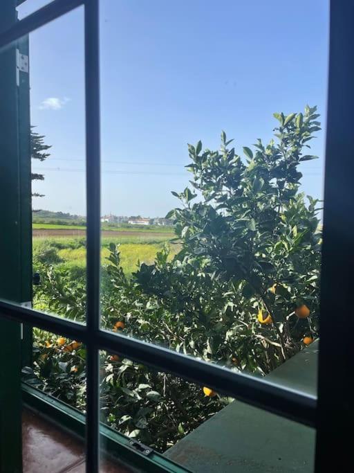 Villa La Macadamia à La Laguna  Extérieur photo